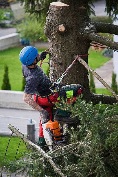 Leaf Removal in Harrah, OK